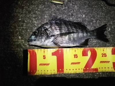 シンキングミノーで何か釣る夜釣り～