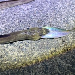 イカ釣りがハモに