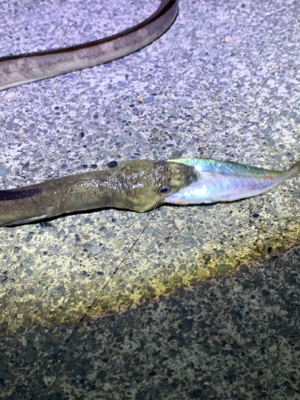 イカ釣りがハモに