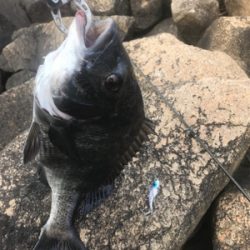 バイブレーション チヌ