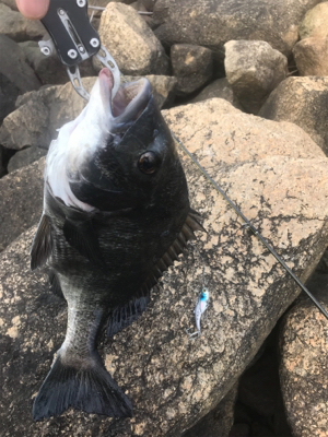 バイブレーション チヌ