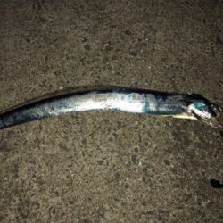 良いサイズばかり