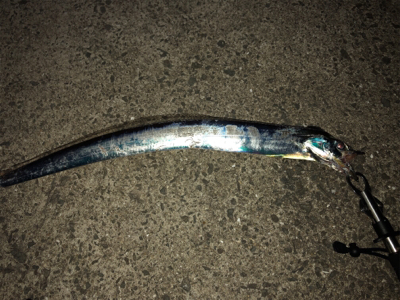 良いサイズばかり