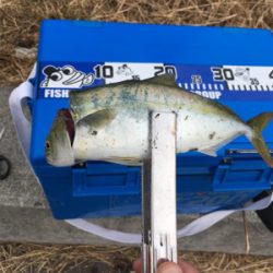 G20前のツバス調査