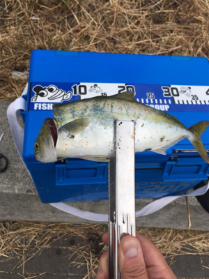 G20前のツバス調査