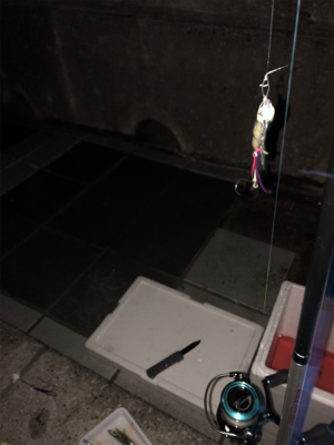 マリーナタチウオ