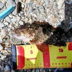 キス釣りＩＮ宮摺