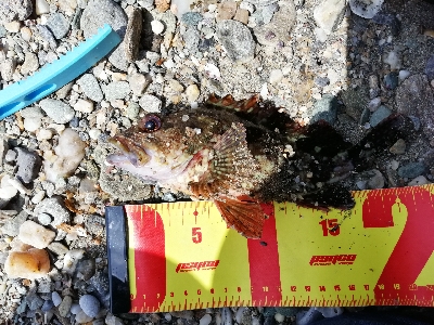 キス釣りＩＮ宮摺