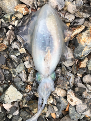 親父たちの釣行 舞鶴編