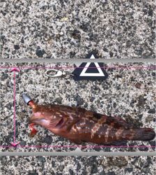 親狙い 親のほうや