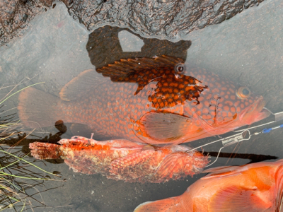 ロックフィッシュを求めて