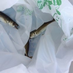 ツバスの回遊多め!