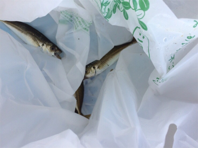 ツバスの回遊多め!