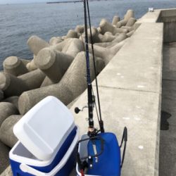 モジャコ 小魚相手にひどいことをしてしまった…