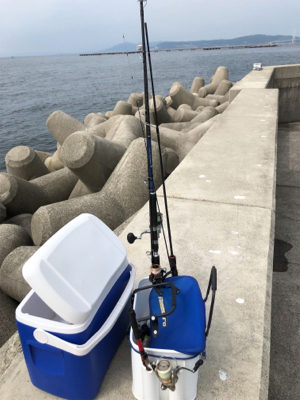 モジャコ 小魚相手にひどいことをしてしまった…