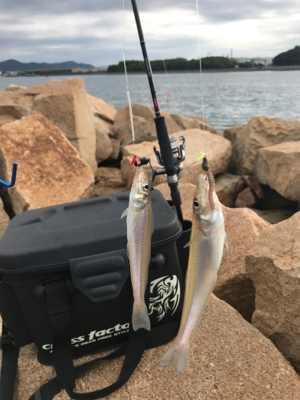 久しぶりのキス釣り(^^)