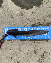 デイナマズゲーム