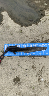 デイナマズゲーム