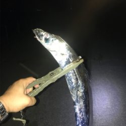 タチウオ メバル アジ