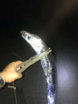 タチウオ メバル アジ