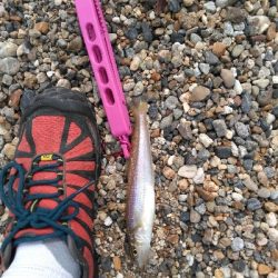 やはりキスが釣りたい