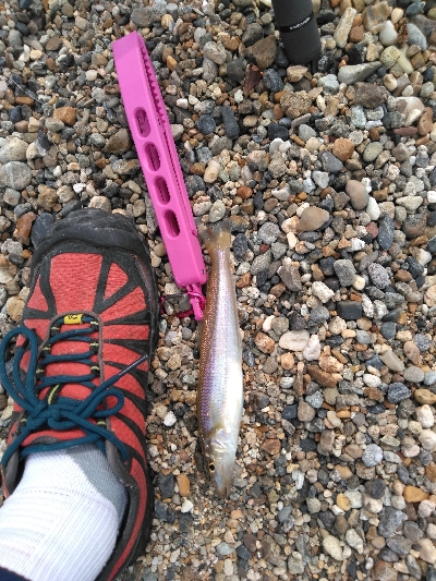 やはりキスが釣りたい