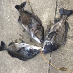 ウキのアタリ多数 色んな魚種が、、