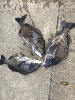 ウキのアタリ多数 色んな魚種が、、