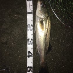 ナイトシーバス