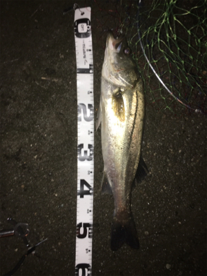 ナイトシーバス