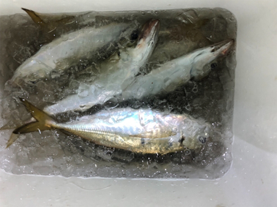 和歌山の友人と