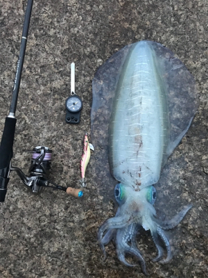 アオリイカ 1.８kg