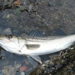 ソルトルアーマン1800〜2045