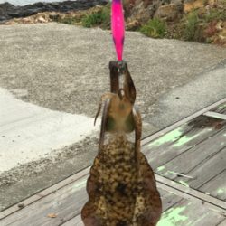 夏イカ！と言いたいところだが。。(°▽°)