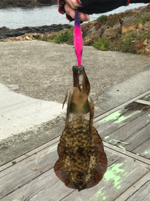 夏イカ！と言いたいところだが。。(°▽°)