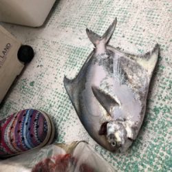 友ヶ島沖の大アジ五目