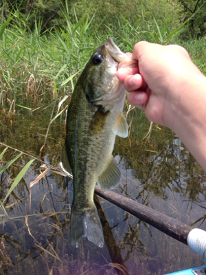 梅雨入り前の桜池