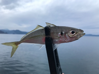 トップチヌ デイアジ