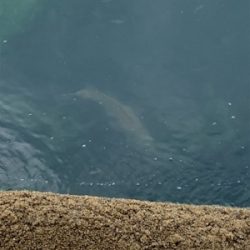 はっ！こ、コブダイッ！