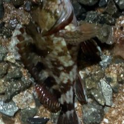 フロートロックフィッシュゲーム