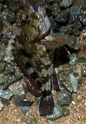 フロートロックフィッシュゲーム