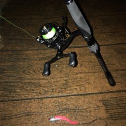 夕方シーバス調査