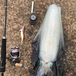 アオリイカ ２キロアップ