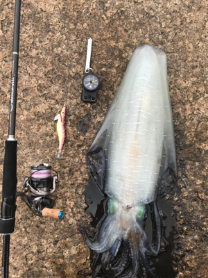 アオリイカ ２キロアップ