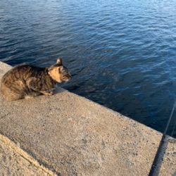 名前がわからない