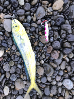 七里御浜ショアジギング