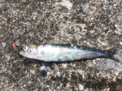 道南津軽海峡  イワシング (ワームゲーム…