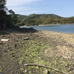 ガッシーくん(　˙-˙　)