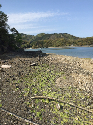 ガッシーくん(　˙-˙　)