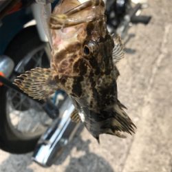 初笠岡諸島ライトロック